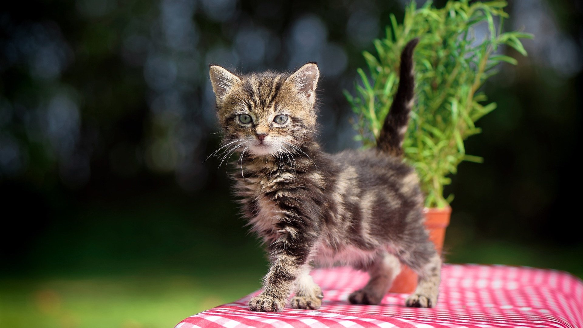 乐鱼娱乐app-乒乓2024：国际乒联混合团体世界杯赛制揭秘，2020国际乒联团体世界杯