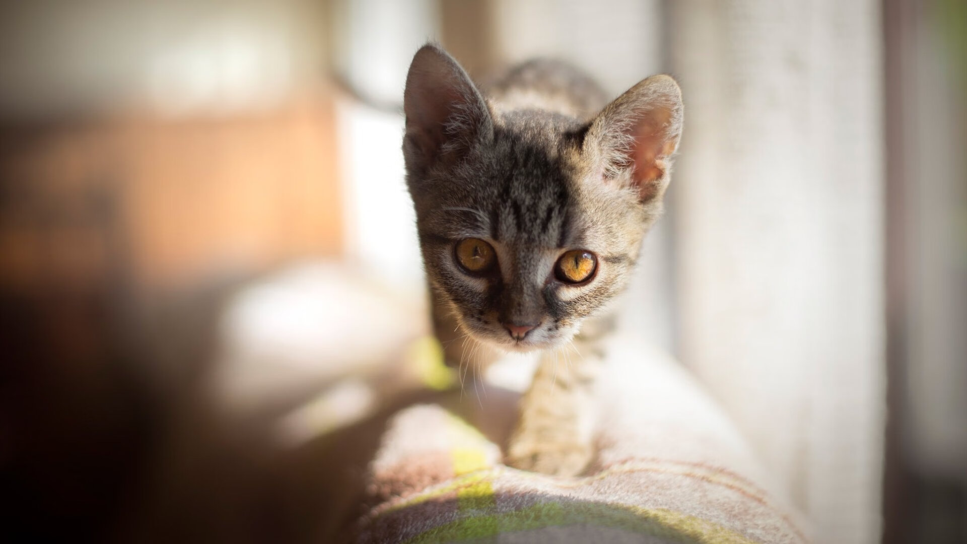 LeyuSports-体育新闻中心发布体育类图文内容创作白皮书，体育新闻作品