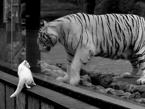 乐鱼体育登录-国家体育总局发布冬季项目发展规划，国家体育总局冬季项目管理中心