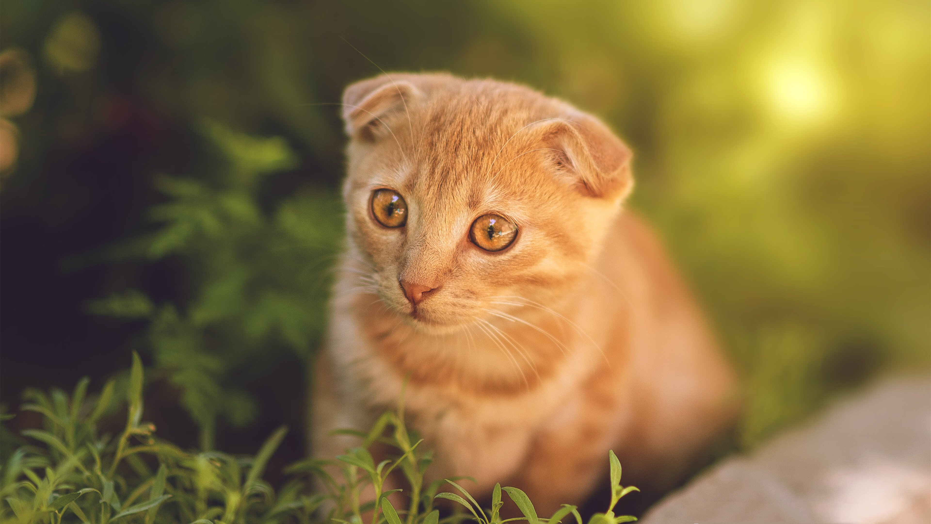 乐鱼（LEYU）体育-德国女队：虽无奖牌 但收获经验，德国女子足球队