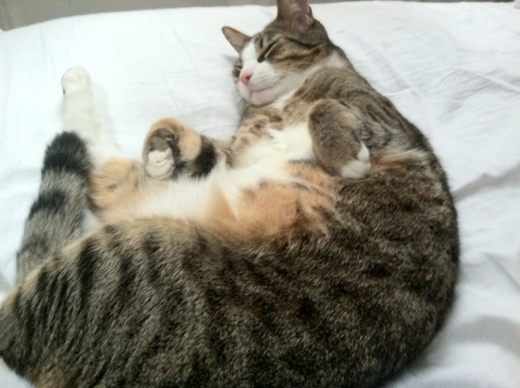 格列兹曼领衔马竞锋线，表现稳定，格列兹曼精彩进球