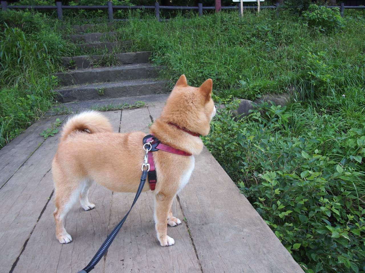 乐鱼体育平台app下载-海登海姆边线战术丰富应对多变局势，海登海姆vs
