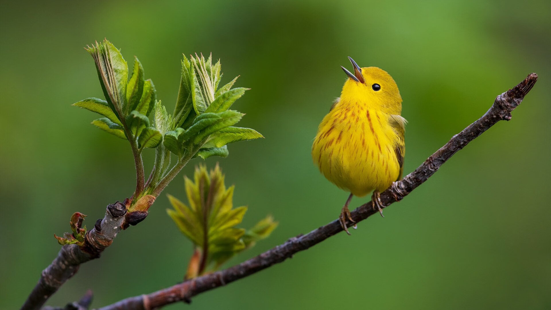 花样滑冰运动服采用高科技环保材料，花样滑冰服装设计