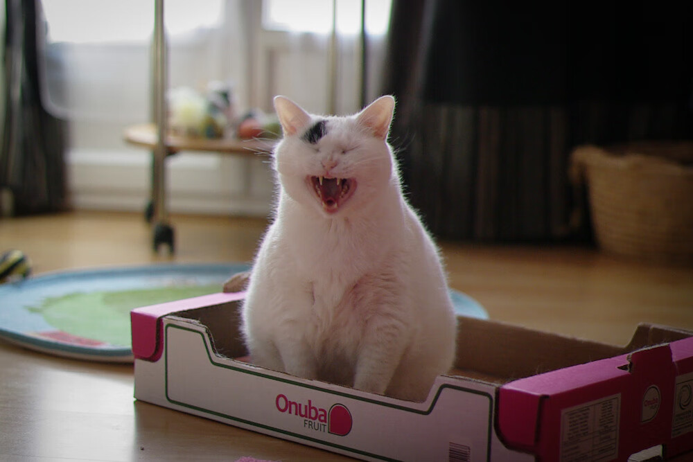 下载乐鱼体育APP-“胡利安·门德斯的多面手能力，助力阿根廷美洲狮队攻防兼备”