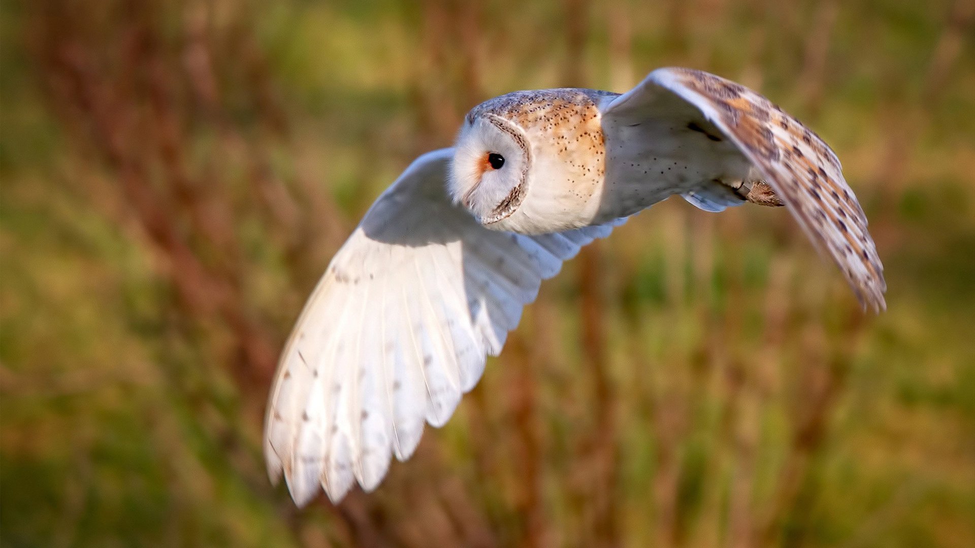 公牛体测成绩榜单公开透明化展示，公牛常规赛记录