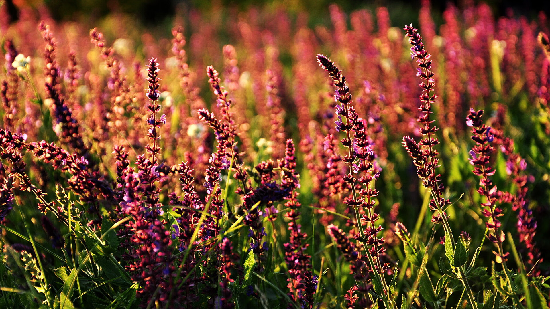 媒体评价球员成长速度快称其或成未来国家队核心中坚力量,球员表现