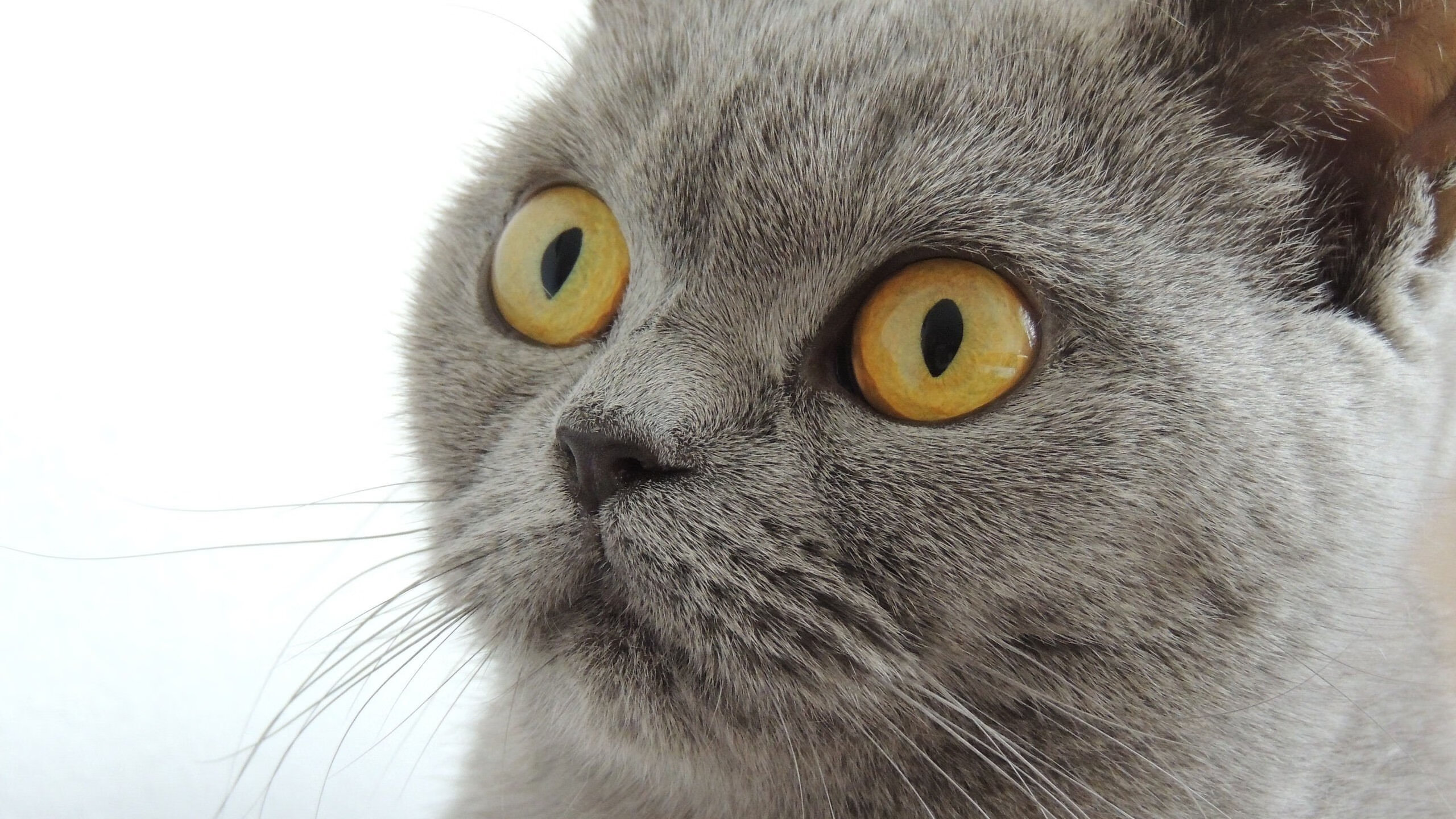 leyu乐鱼体育综合-希腊女篮在欧洲锦标赛中再夺金牌，高手云集续写光辉，希腊男篮欧锦赛