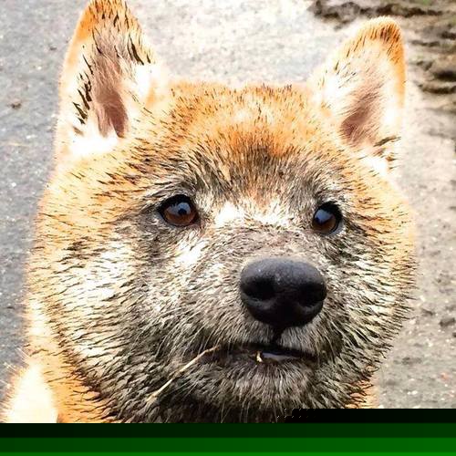 乐鱼体育登录-德甲速度之王：瞬间突破，场面震撼！，德甲节奏快