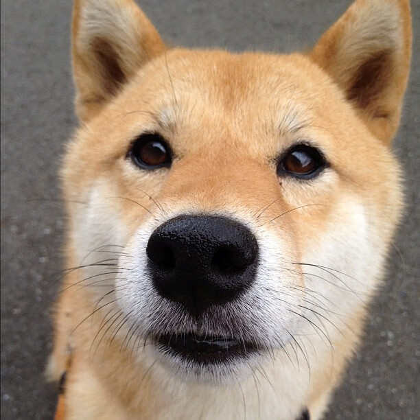 意大利蛙泳力量型选手决赛炸场，意大利泳装