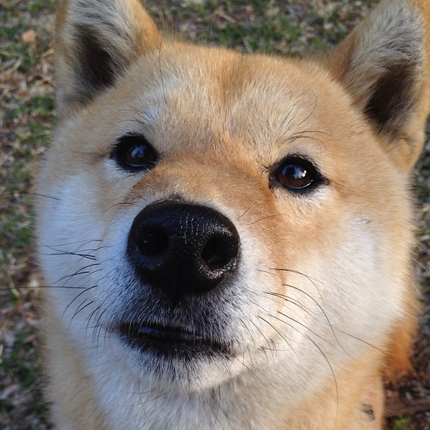 新西兰全黑队的球员们展现了极强的攻防转换能力,新西兰全黑队宣传视频