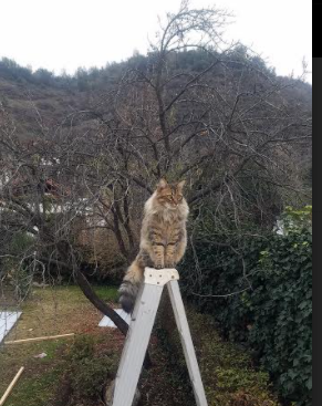 下载乐鱼体育APP-曼联在关键比赛中逆转取胜，追赶榜首竞争激烈