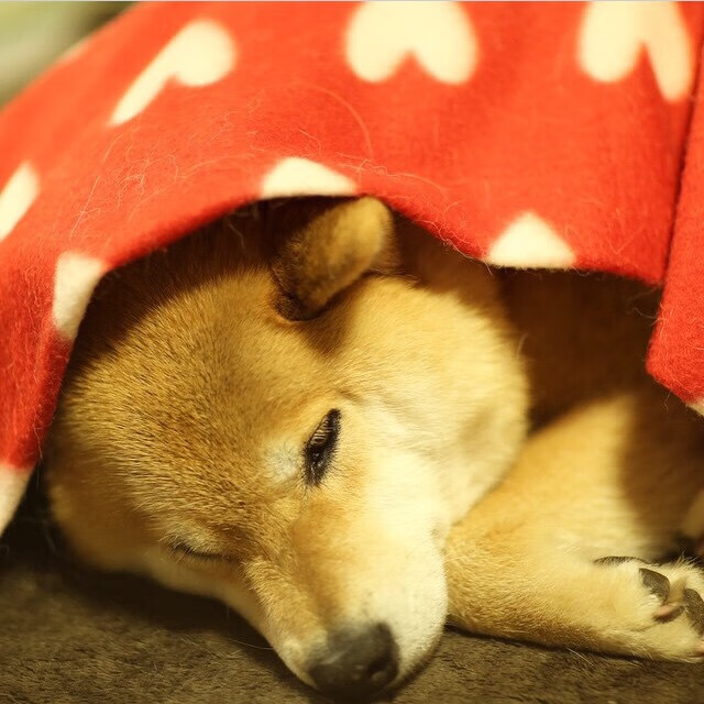 渡边一平蛙泳技术细腻动作流畅,渡边一佑