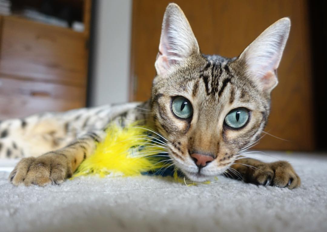 leyu乐鱼体育综合-虽然队伍规模小，但质量稳定不凡，虽然队伍规模小,但质量稳定不凡的句子