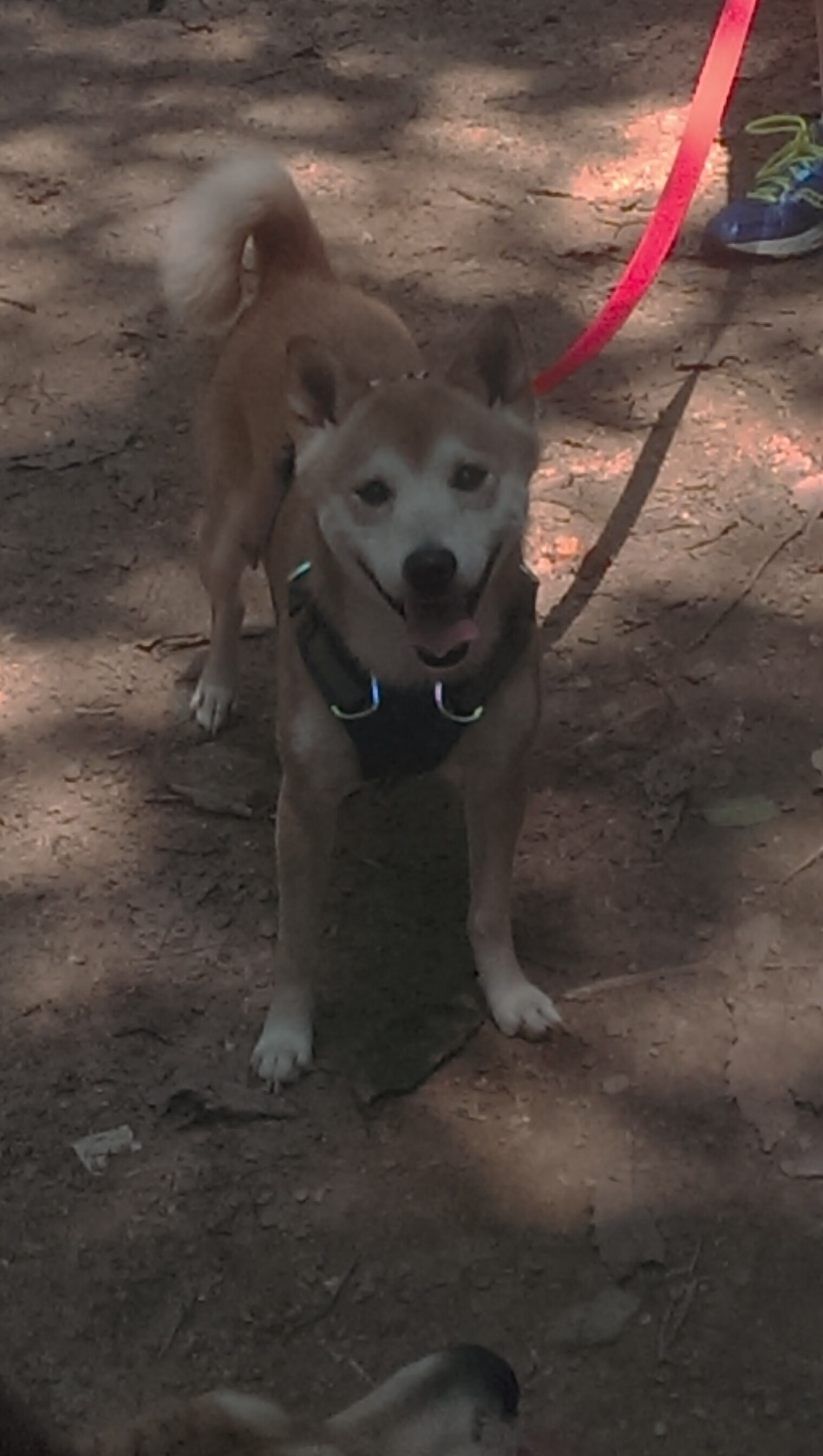 覃海洋技术动作细节赢得好评，覃海洋最好成绩
